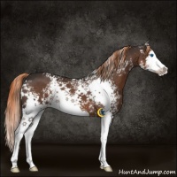 Horse Color:White Spotted Liver Chestnut Sabino Splash 