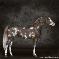 Horse Color:White Spotted Liver Chestnut Splash 