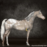 Horse Color:White Spotted Liver Red Dun Appaloosa 