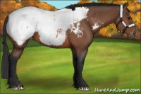 Horse Color:Bay Appaloosa 