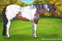 Horse Color:Bay Tobiano Blanket 