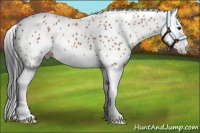 Horse Color:Bay Splash Leopard 