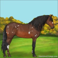 Horse Color:White Spotted Bay 