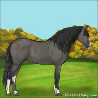 Horse Color:Grullo Sabino