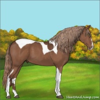 Horse Color:Liver Chestnut Sabino Tobiano 