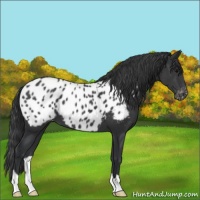 Horse Color:Black Appaloosa