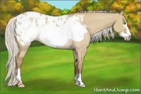 Horse Color:Silver Smoky Grullo Roan Frame Appaloosa Rabicano 