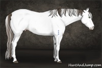 Horse Color:Buckskin Splash Fewspot