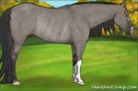 Horse Color:Grullo Rabicano 