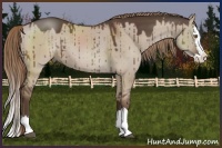 Horse Color:Liver Red Dun Sabino Splash 