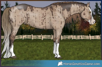 Horse Color:Liver Red Dun Sabino Splash Brindle 