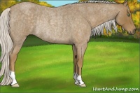 Horse Color:Silver Smoky Blue Roan Rabicano 