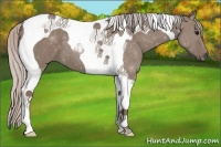 Horse Color:Silver Grullo Tobiano