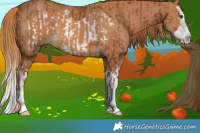Horse Color:Chestnut Frame and Chestnut Splash