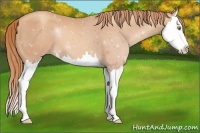 Horse Color:Gold Champagne Splash 