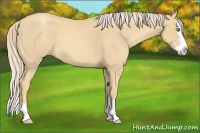 Horse Color:Gold Cream Champagne Roan Splash 