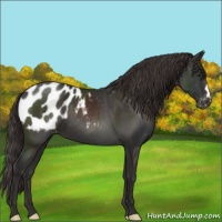 Horse Color:Liver Chestnut Appaloosa 