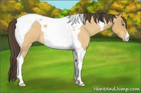 Horse Color:Amber Cream Champagne Roan Tobiano