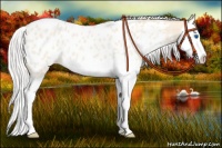 Horse Color:Silver Perlino Roan Sabino Splash Appaloosa 