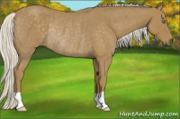 Horse Color:Silver Smoky Blue Roan Rabicano 