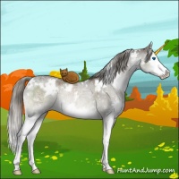 Horse Color:White Spotted Liver Red Dun Ice Mushroom Sabino Splash Rabicano Brindle 