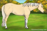 Horse Color:Palomino Dun Tobiano 
