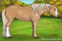 Horse Color:Palomino 