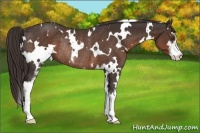 Horse Color:White Spotted Liver Chestnut Sabino Rabicano
