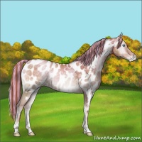 Horse Color:Painted White Spotted Buckskin Ice Pearl Onyx Sabino Appaloosa Rabicano Brindle 