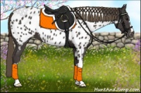 Horse Color:Smoky Black Appaloosa 