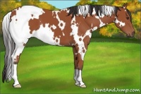 Horse Color:White Spotted Brown 