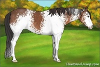 Horse Color:White Spotted Bay