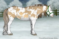 Horse Color:White Spotted Buckskin Dun Splash Appaloosa 