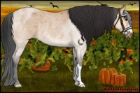 Horse Color:Bay Roan Dun Rabicano 