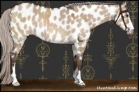 Horse Color:Silver Bay Dun Sabino Appaloosa Rabicano