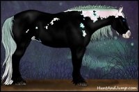 Horse Color:Watercolor Buckskin Onyx Splash Appaloosa 