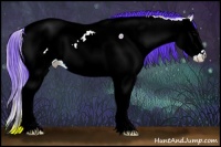 Horse Color:Watercolor Bay Onyx Splash Appaloosa 