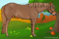Horse Color:Chestnut Rabicano 