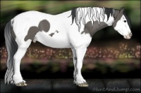 Horse Color:Grullo Splash Tobiano