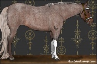 Horse Color:Silver Brown Roan 