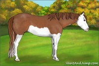 Horse Color:Chestnut Splash 