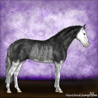 Horse Color:Black Ice Sabino Splash Rabicano
