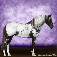 Horse Color:White Spotted Midnight Liver Chestnut Ice Appaloosa