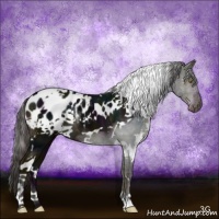 Horse Color:White Spotted Midnight Liver Chestnut Appaloosa 