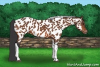 Horse Color:Bay Tobiano Near Leopard 