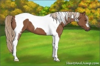 Horse Color:Chestnut Tobiano