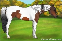 Horse Color:Bay Tobiano 