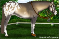 Horse Color:Smoky Blue Onyx Appaloosa 
