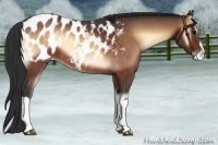 Horse Color:Bay Onyx Appaloosa 