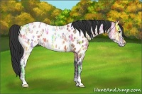 Horse Color:Bay Ice Appaloosa